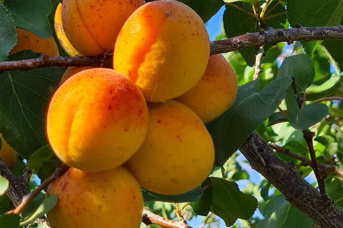 peaches on the tree 696x464